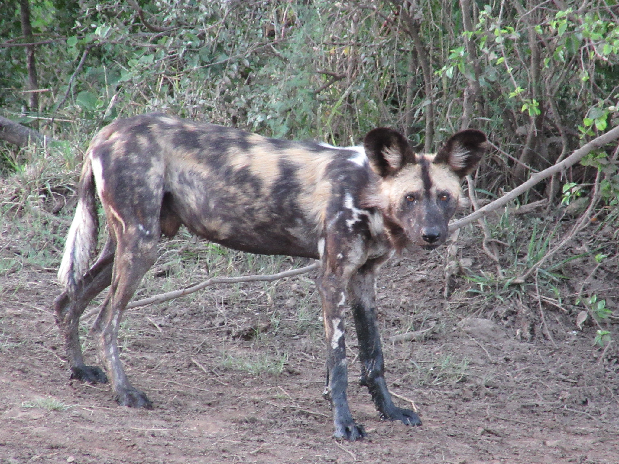 African wild dog. Adult male