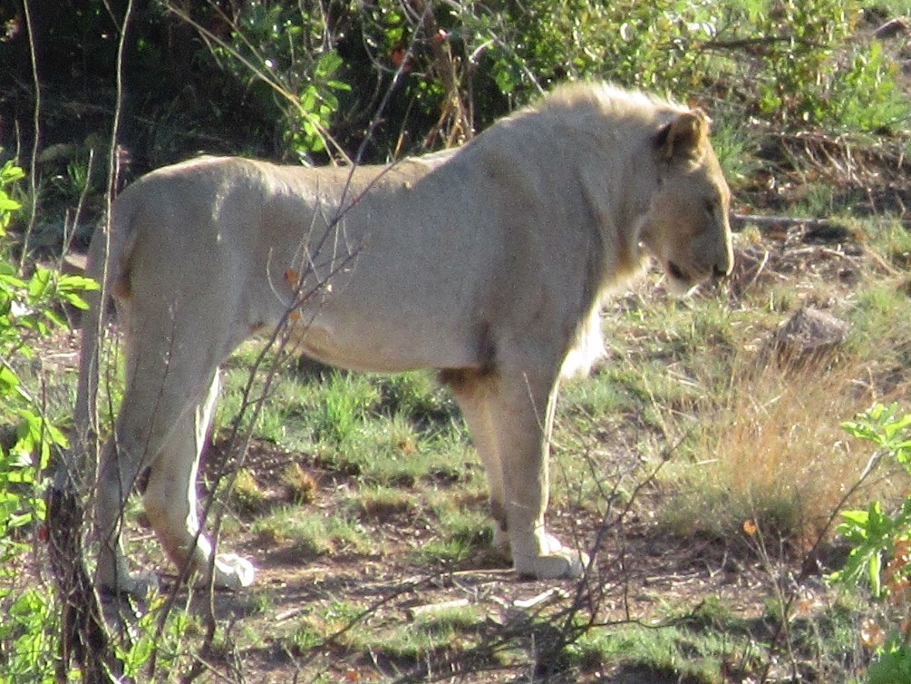 A young male lion