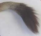 Description: News Photo Tail tuft Tags: News photo; tail; tuft