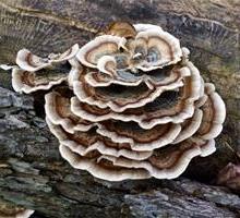 Turkey Tail mushroom
