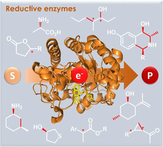 Reductive enzymes
