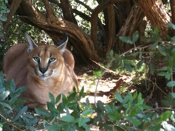 Caracal resting under the cover of a bush.