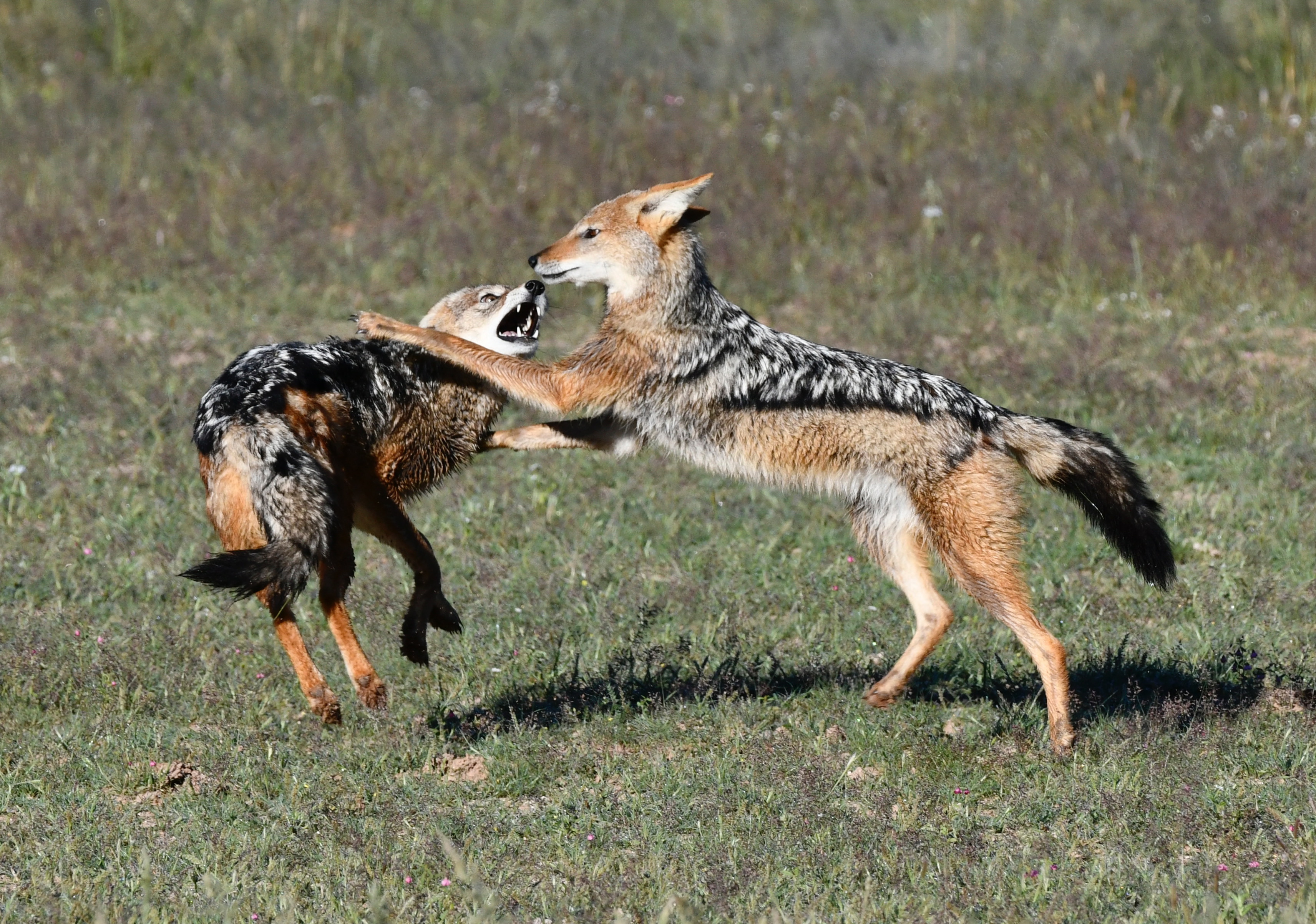 Black-backed jackals at play