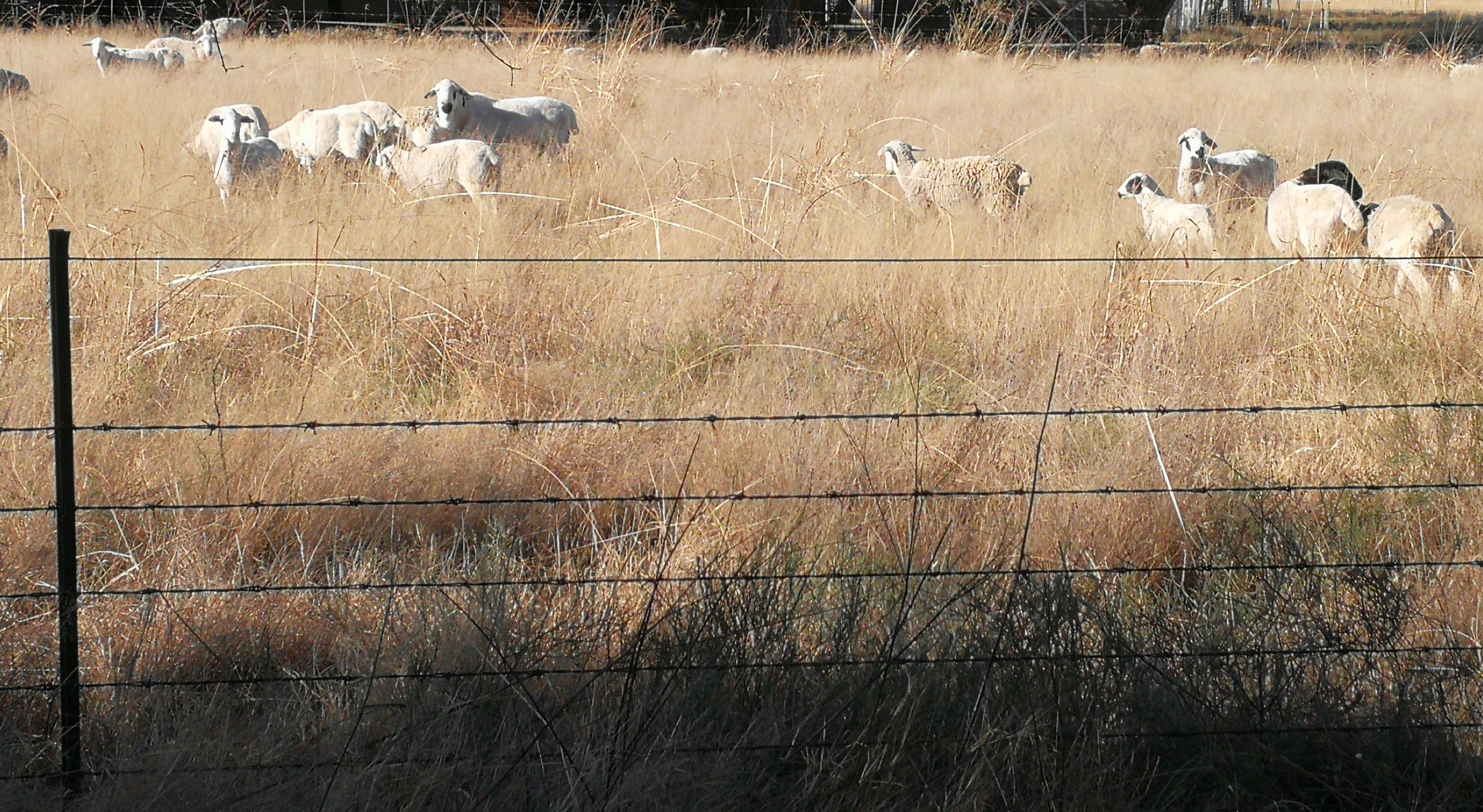 Sheep in the Free State