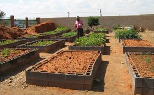 Description: Service Learning Keywords: growing vegetables, food gardens, trench-beds, raised beds, MUCPP Community Health Centre, 