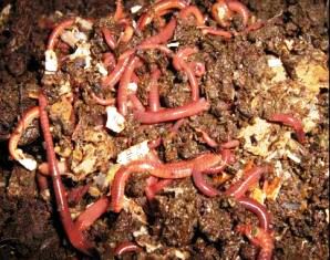 Description: Service Learning Keywords: earthworms, Eisenia fetida, vermicompost, compost, worm farm, redworms, compost worms, red wigglers