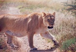 Description: INORG2009 Keywords: Photo, Lioness
