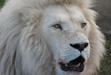 Description: INORG2009 Keywords: Photo,White, Lion, White Lion
