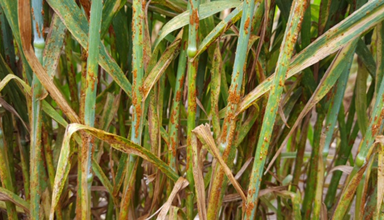wheat stem rust 