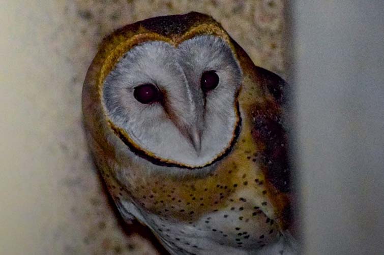 Barn Owl