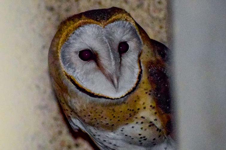 Barn Owl