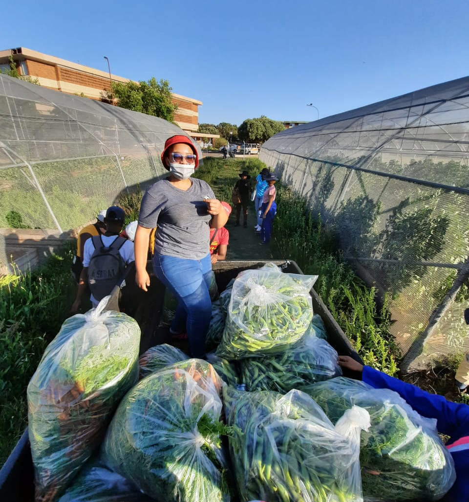 UFS vegetable garden