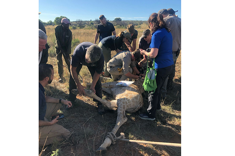 Giraffe Rescue