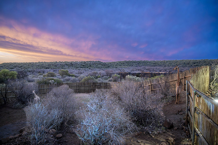 Giraffe Research Programme Giraffe Research Programme