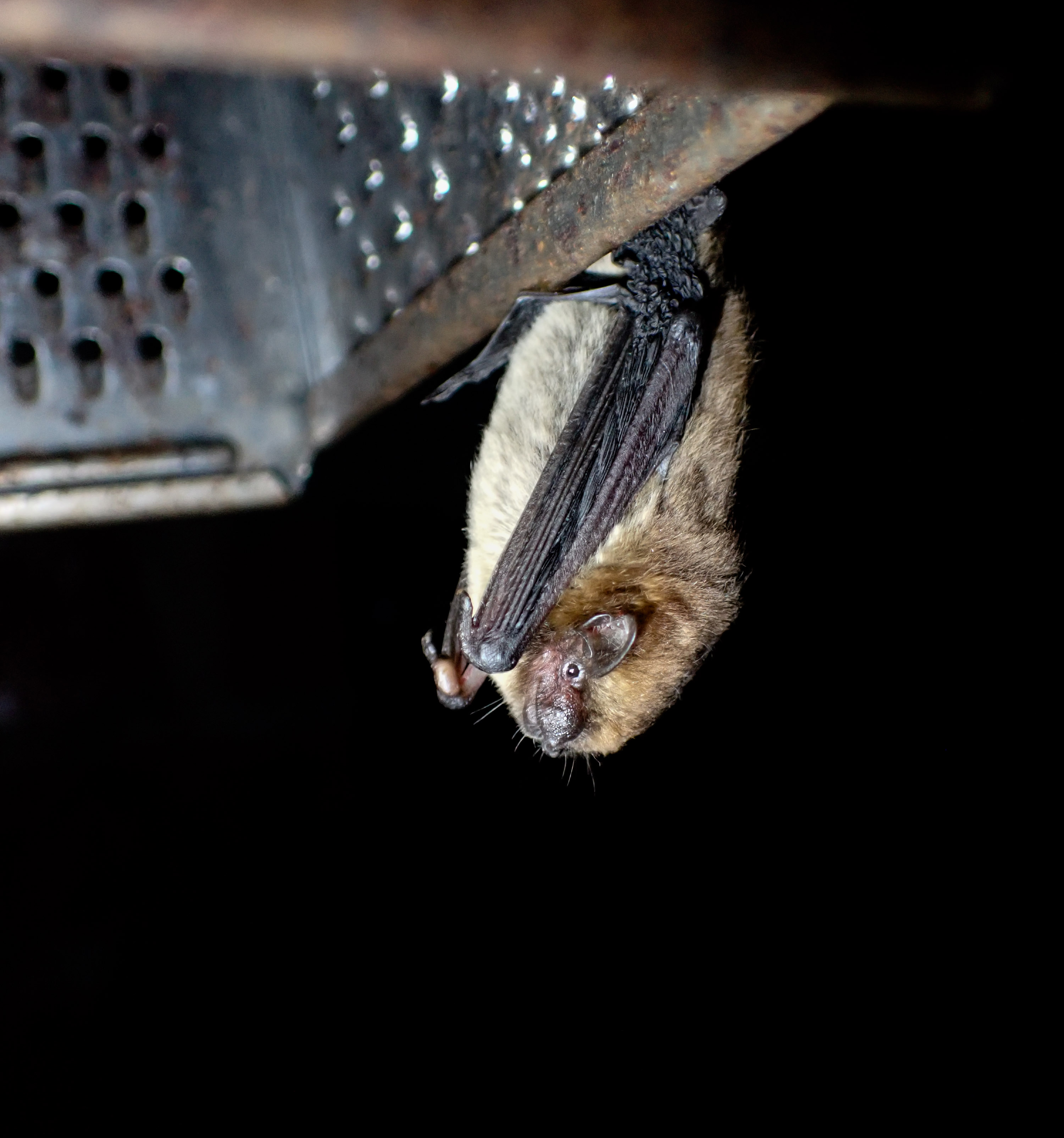 The Lowveld serotine bat, named Neoromicia hlandzeni