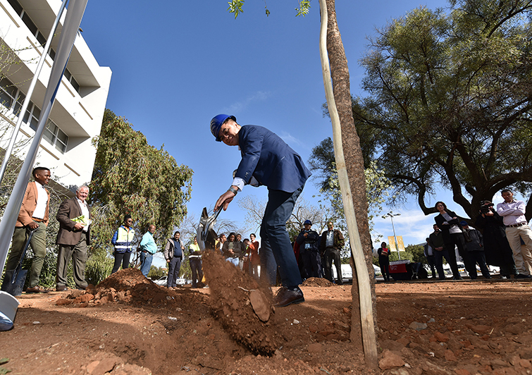 Arbor tree plant