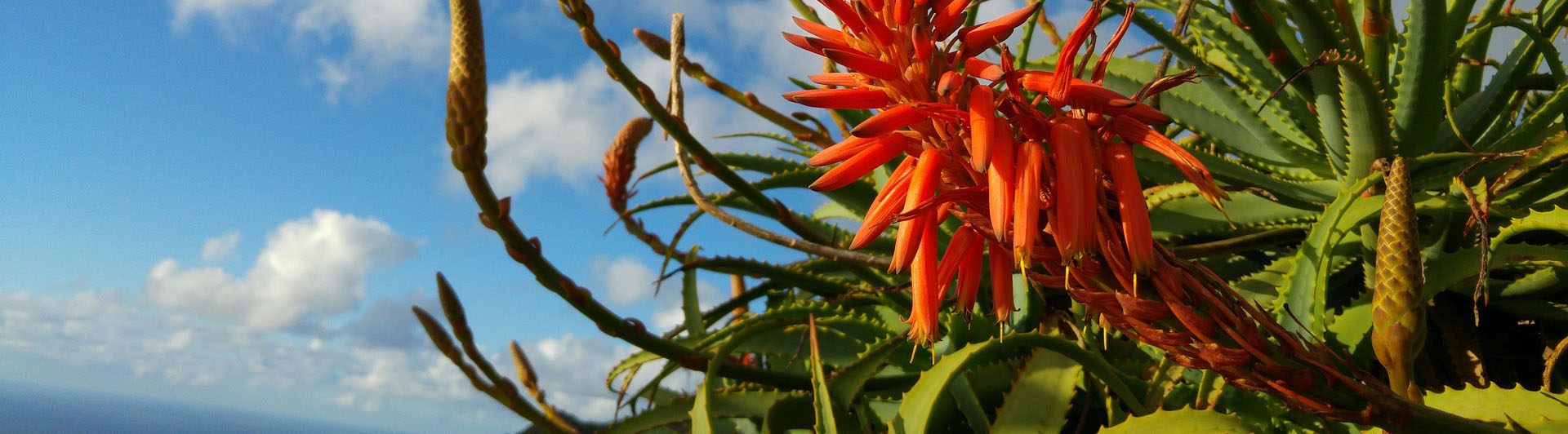 Aloe