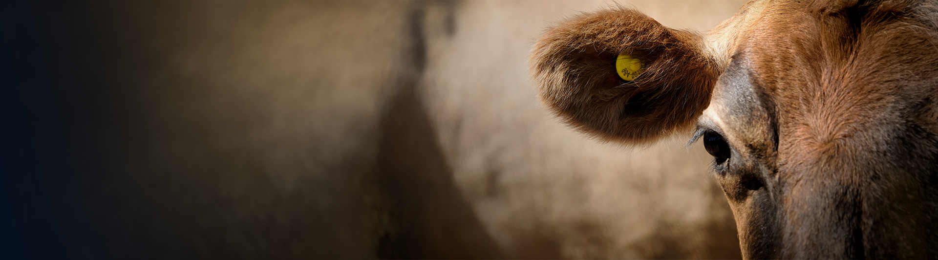 Foot-and-Mouth Disease