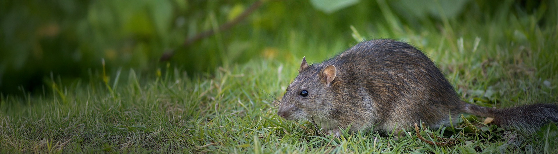 Rodent Infestations