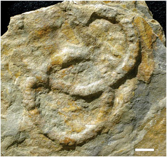 Pretzel-formed fossil of great evolutionary interest