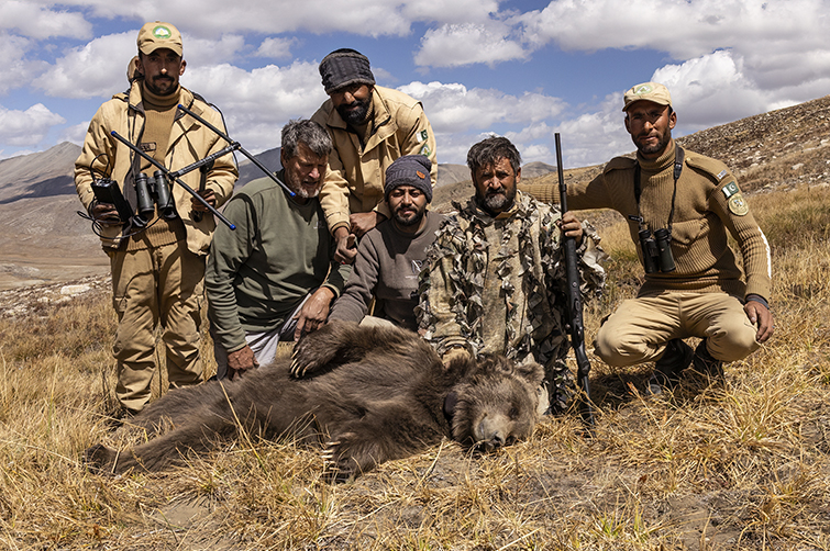 Himalayan Brown Bear