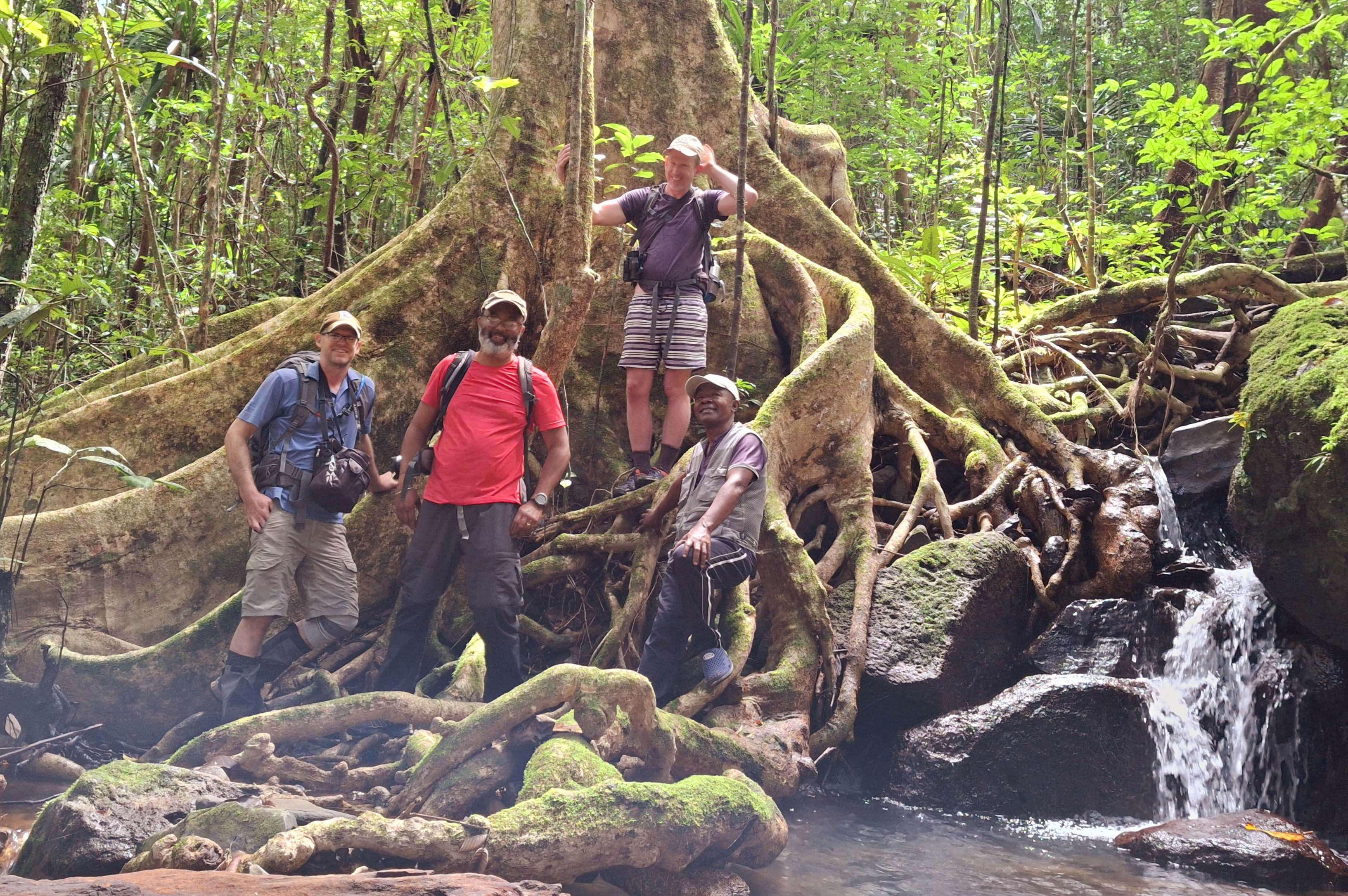 Madagascar rain forest