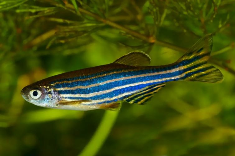 zebrafish-blue-in-aquarium