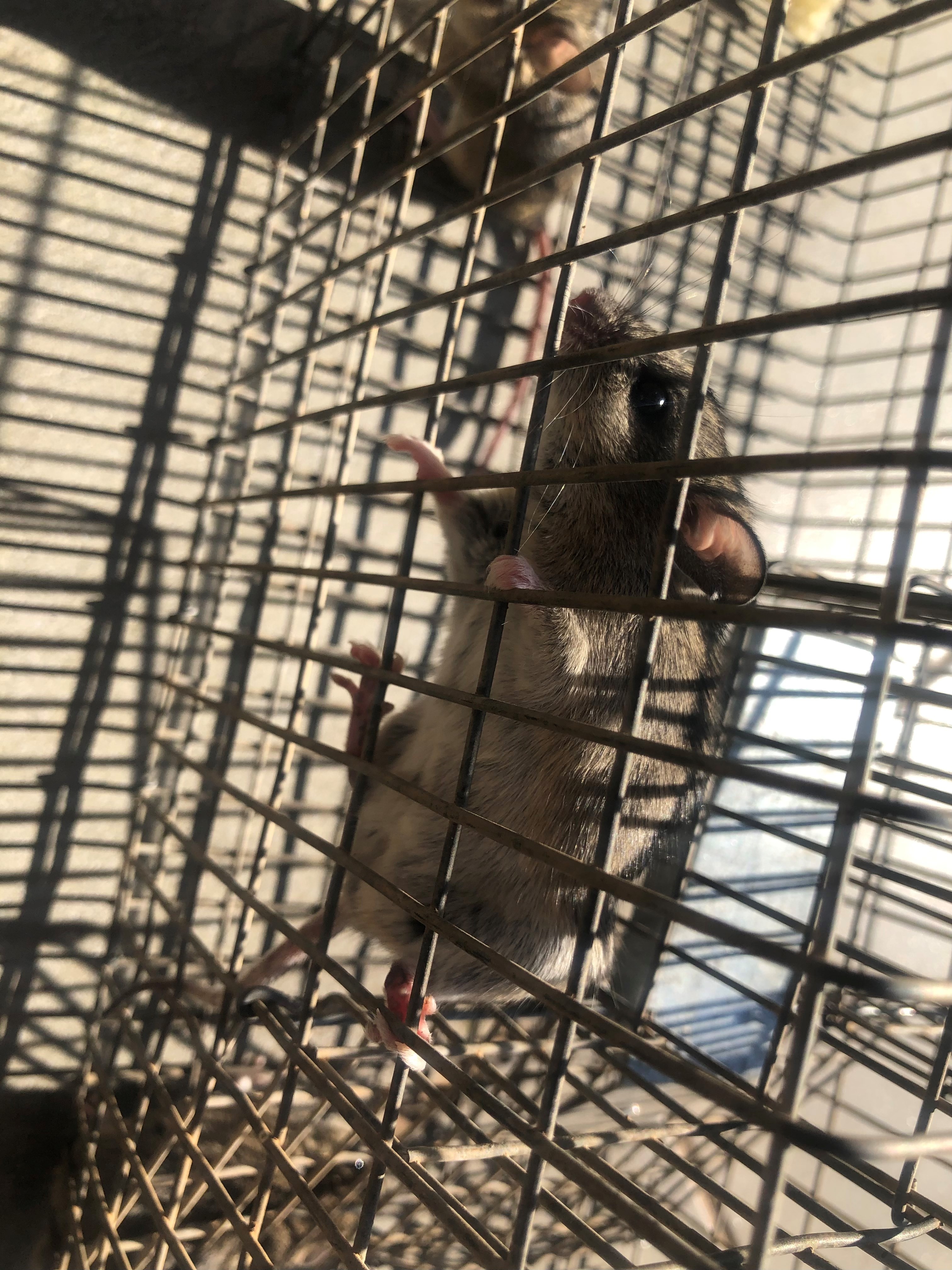 Zandile Dlalisa (11)