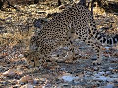 Cheetah