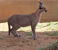 Caracal (side view)
