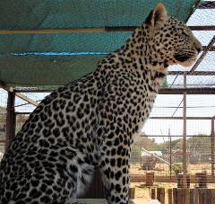 Captive leopard