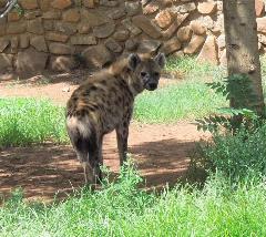Captive spotted hyaena
