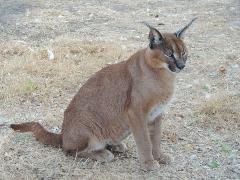 Caracal
