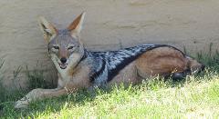 Black-backed jackal