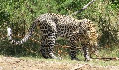 Leopard male