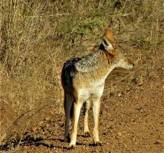 Black-backed jackal