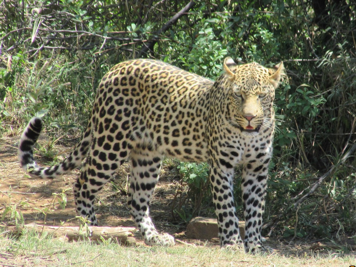 Adult male leopard (Panthera pardus)