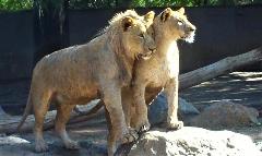 African lion male and female