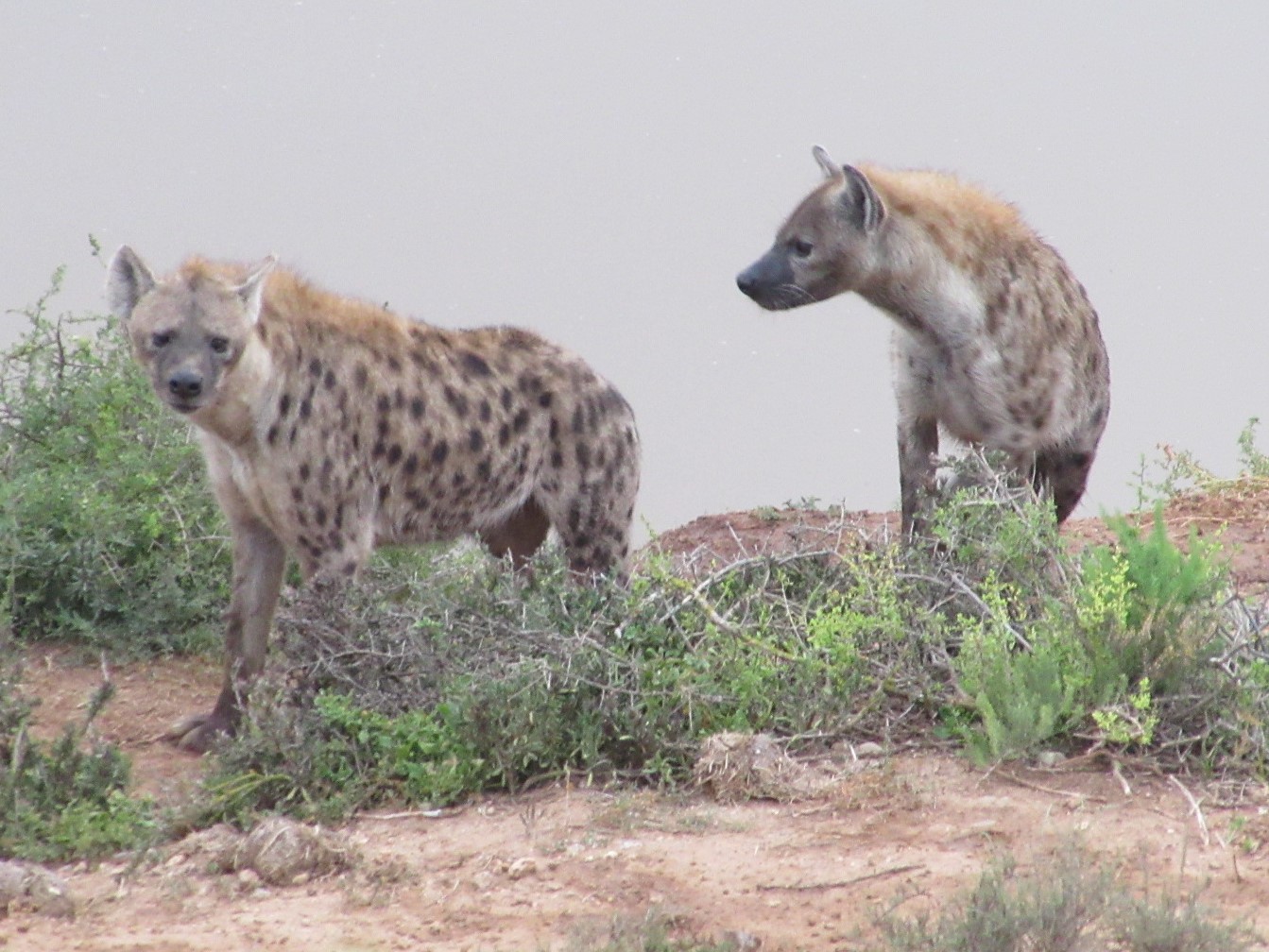 Two adult spotted hyaenas (Crocuta crocuta) at a waterhole