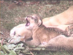 Description: Yawning lion cub Tags: Lion, cub, yawn, yawning