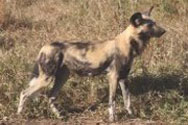 Description: Home Page Photo - African Wild Dog Tags: African Wild Dog; african; wild; dog