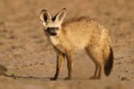 Description: Home Page Photos - Bat-eared fox Tags: Photo, Bat-eared fox
