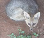 Description: Home Page Photo - Cape fox Tags: Cape fox, jackal, cape