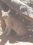 Description: Home Page Photo - Caracal Tags: Caracal, rooikat, wildcat
