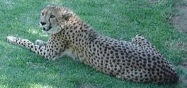 Description: Home Page Photo - Cheetah 2 Tags: Cheetah