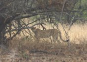 Description: Home Page Photo - Cheetah Tags: Cheetah