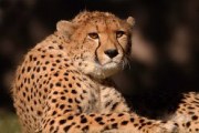Description: Home Page Photo - Cheetah 3 Tags: Cheetah