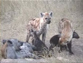 Description: Home Page Photo - Hyaenas Tags: Hyaenas, hyenas