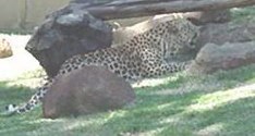 Description: Home Page Photo - Leopard Tags: Leopard