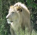 Description: Home Page Photo - Lion 2 Tags: Lion